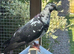 Tippler pigeons