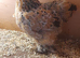 Millefleur Pekin bantam chickens