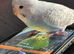 Hand tame baby budgie