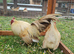 Pair of show quality seramas