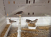 Zebra finches