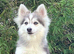 Pomsky puppies