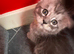 “Stunning Golden Eyes” Maine Coon Kittens. Ready Now 4 left.