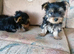 Pedigree Pure Yorkshire Terrier puppies