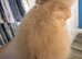 Last Female Lion Head Available