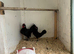 Chickens