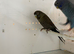 Black face black wing (bfbw) pair