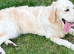 Adult Girl, 2.5 years old (Spayed)