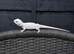 BEARDED DRAGON