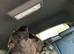 Merle Cane Corso