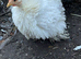 X3 pekin bantam chickens