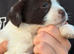 Cocker-jack pups