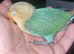 Two beautiful paired lovebirds