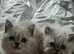 Last male BS kitten looking for his forever family