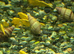 Golden shrimp + assassin snails