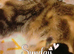 Stunning mixed breed tabby British blue kittens