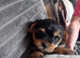 YORKSHIRE TERRIER PUPPIES BOYS.