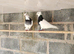 Iranian pigeons