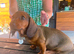 Gorgeous Red Male Champion Pedigree