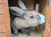 Flemish giant rabbits for sale