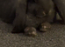Young French lop & mini lop