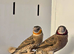 Cut-Throat Finches,10