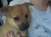 Fox face Pomeranian for sale