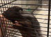 Syrian hamster