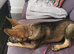 German shepherd x collie puppy (shollie)