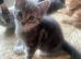 For Sale Three Gorgeous Grey Tabby Kittens