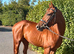 Very Smart Filly