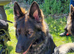German shepherd puppies looking for forever home