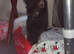 Beautiful main coon cross