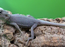 Zero Baby Bearded Dragons