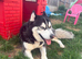 Beautiful male siberian husky