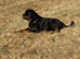 Male Serbian Rottweiler
