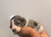 Dachshund Longhair puppies