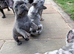 French bulldog puppies