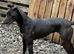 Boy available