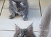 Beautiful Maine coon kittens