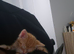 Cute playful ginger needing a new home