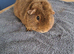 Teddy coat guinea pig