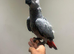 4 Month Old Baby Handreared Tame African Grey Parrot