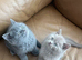 Pure British shorthair kittens