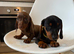 Miniature dachshund 4 available