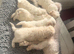 Beautiful Bichon Frise Puppies - 3 Girls