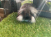 Seal point mini lion lop baby rabbit boy