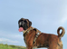 Beautiful boxer puppies