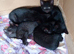 5 black kittens 1 with 4 white boots can be seen with mum