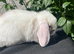 Mini lop